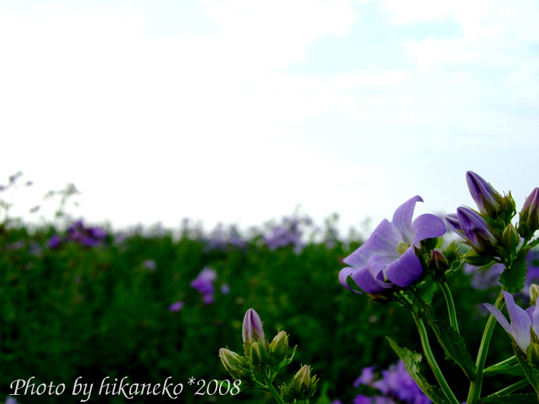 DSCF3081_四季彩之丘3.jpg DSCF3081_四季彩之丘3.jpg