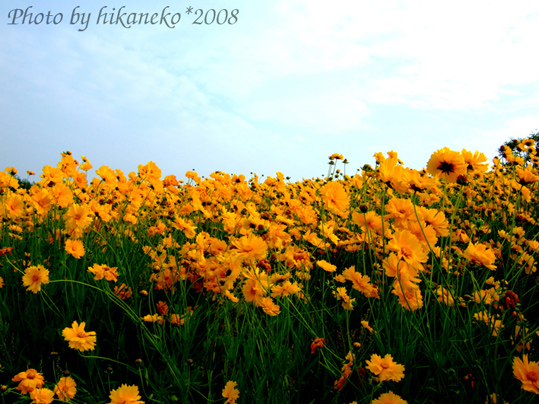 DSCF3088_四季彩之丘4.jpg DSCF3088_四季彩之丘4.jpg