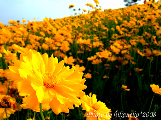 DSCF3090_四季彩之丘5.jpg DSCF3090_四季彩之丘5.jpg