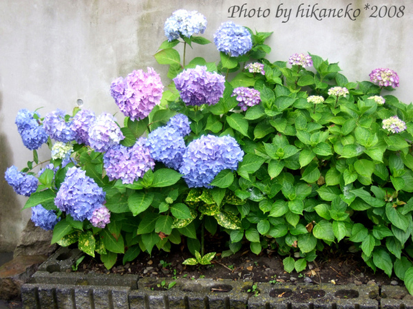 DSCF4075_正在綻放的紫陽花.jpg DSCF4075_正在綻放的紫陽花.jpg
