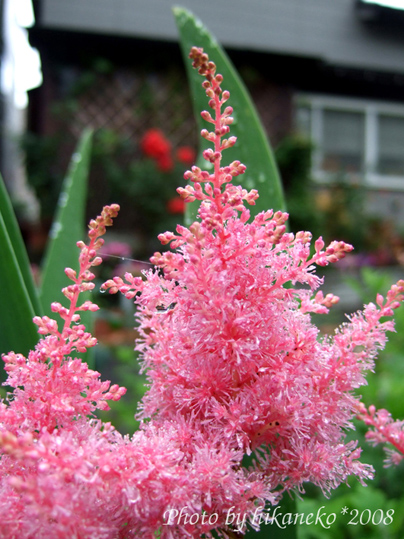 DSCF4079_是花不是樹.jpg DSCF4079_是花不是樹.jpg