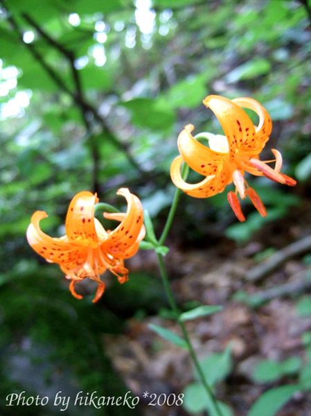 DSCF4280_散步道上的野花.jpg DSCF4280_散步道上的野花.jpg