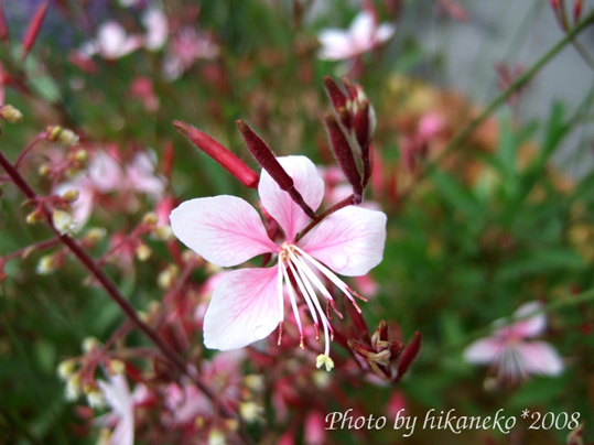 DSCF4396_北海道廳舊本廳舍4.jpg