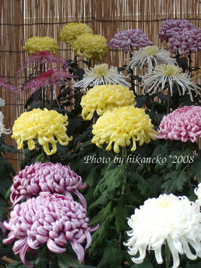 DSCF5133_是很漂亮,且每一朵都開得比手掌還要大!.jpg DSCF5133_是很漂亮,且每一朵都開得比手掌還要大!.jpg