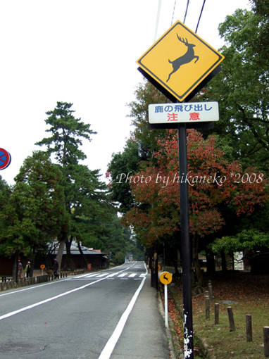 DSCF5792_在奈良，鹿也是有用路權的.jpg