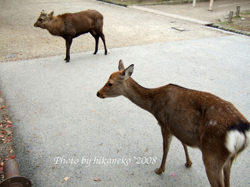 DSCF5794_路邊馬上就發現兩隻.jpg DSCF5794_路邊馬上就發現兩隻.jpg