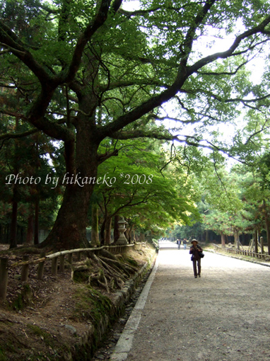 DSCF5799_春日大社‧表參道.jpg DSCF5799_春日大社‧表參道.jpg
