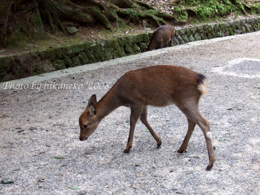 DSCF5803_春日大社‧鹿真的很多，且都不怕人.jpg