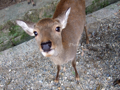 DSCF5819_小傢伙聞到味道，馬上就過來用水汪汪的眼睛看著我.jpg