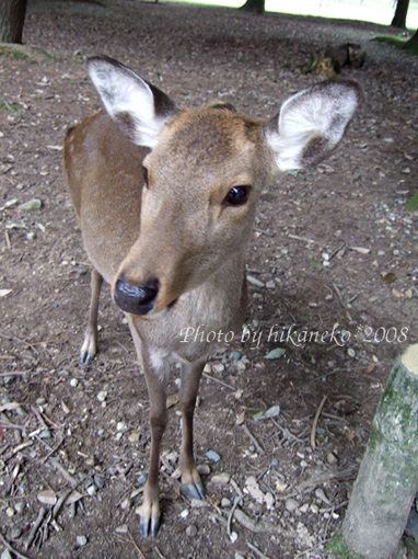 DSCF5821_這隻也是,一聞到就過來「敬禮」.jpg DSCF5821_這隻也是,一聞到就過來「敬禮」.jpg