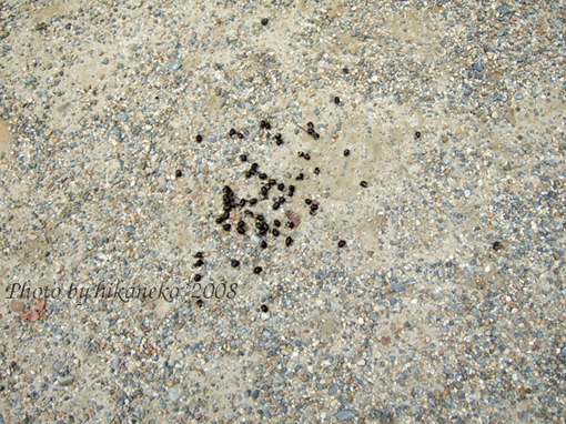 DSCF5823_奈良鹿的排泄物.jpg DSCF5823_奈良鹿的排泄物.jpg