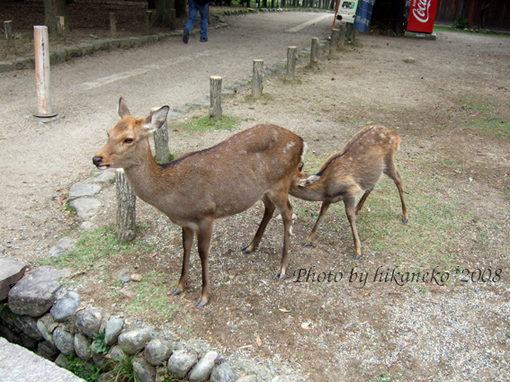 DSCF5825_小鹿在喝奶.jpg DSCF5825_小鹿在喝奶.jpg