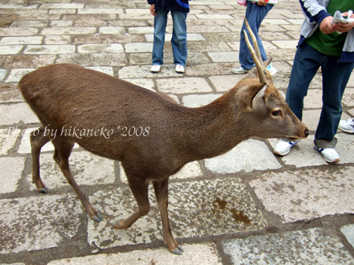 DSCF5838_東大寺的鹿.jpg DSCF5838_東大寺的鹿.jpg