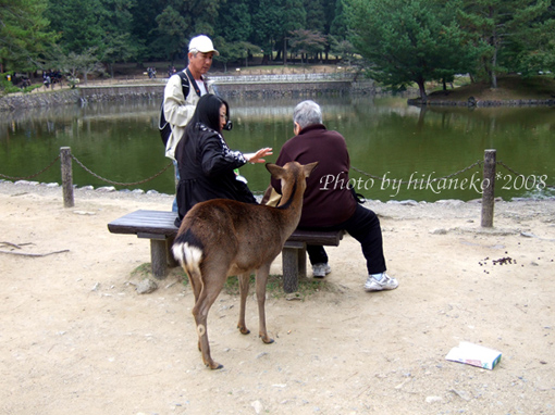 DSCF5890_這 隻鹿真的餓了,連在湖邊吃午餐的人也不放過.jpg DSCF5890_這 隻鹿真的餓了,連在湖邊吃午餐的人也不放過.jpg
