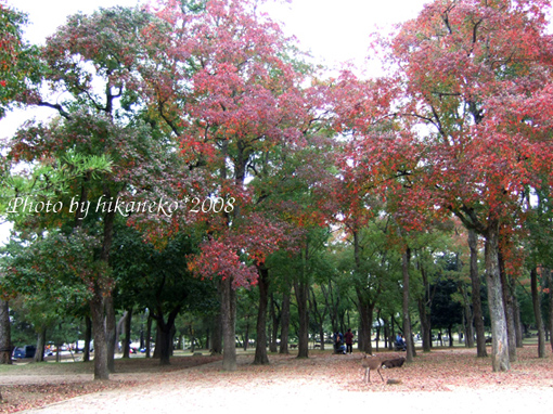 DSCF5897_倉惶地逃離現場，去公園入口附近的椅子吃‧‧‧.jpg