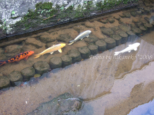 DSCF6106_沒想到白壁土藏群的小河還有鯉魚,而且為數眾多,表示水很乾淨囉?.jpg DSCF6106_沒想到白壁土藏群的小河還有鯉魚,而且為數眾多,表示水很乾淨囉?.jpg