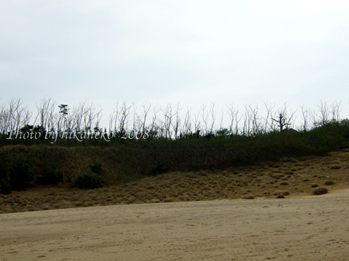 DSCF6463_東口附近的枯樹林.jpg DSCF6463_東口附近的枯樹林.jpg