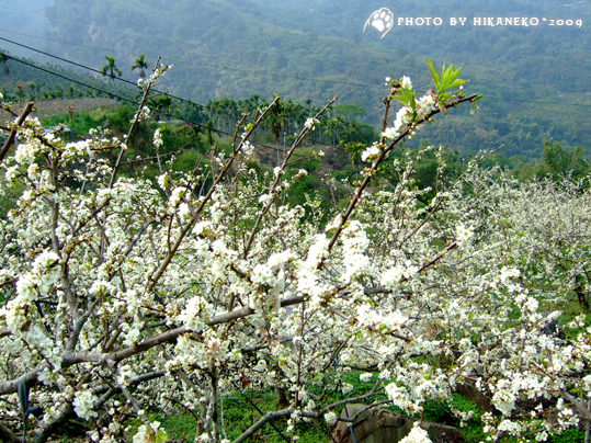 DSCF7821_滿山的白梅只剩這一小片山坡滿開。.jpg