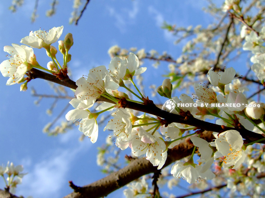 DSCF7854_晴空下看到滿開的梅花,心情大好!.jpg DSCF7854_晴空下看到滿開的梅花,心情大好!.jpg