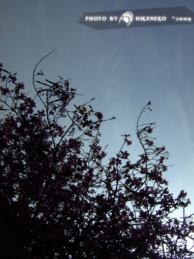 DSCF8275.jpg DSCF8275.jpg