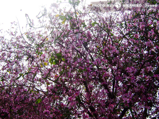 DSCF8276.jpg DSCF8276.jpg