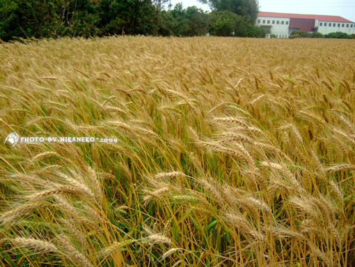 DSCF8463_一陣強風,麥浪來了.jpg DSCF8463_一陣強風,麥浪來了.jpg