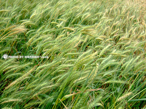 DSCF8472_竟也有少數幾片還是綠色的麥田.jpg DSCF8472_竟也有少數幾片還是綠色的麥田.jpg