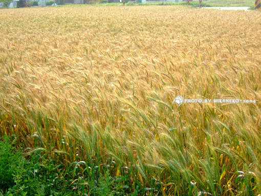 DSCF8508_感覺到風了嗎?.jpg DSCF8508_感覺到風了嗎?.jpg