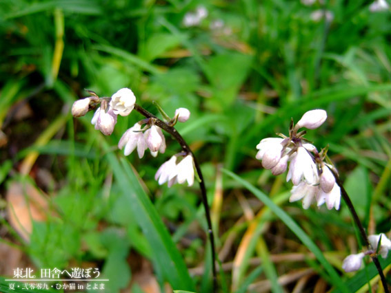 DSCF9655.jpg DSCF9655.jpg