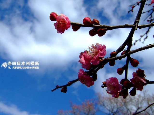 DSCF6153.jpg DSCF6153.jpg
