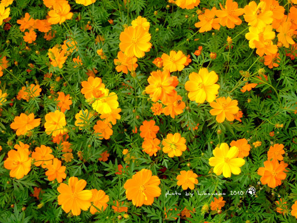 DSCF9349.jpg DSCF9349.jpg