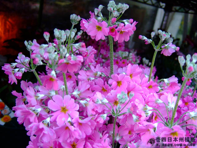 DSCF6536.jpg DSCF6536.jpg