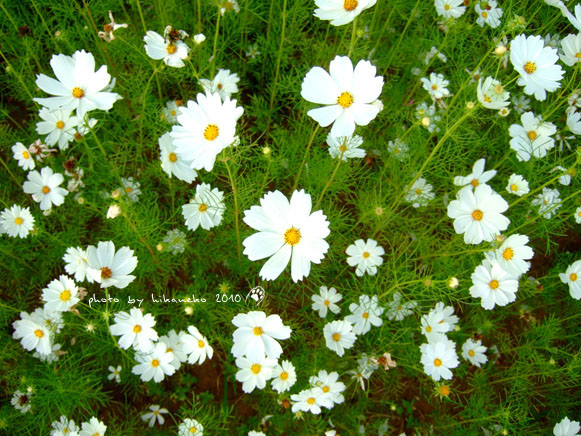 DSCF9376.jpg DSCF9376.jpg