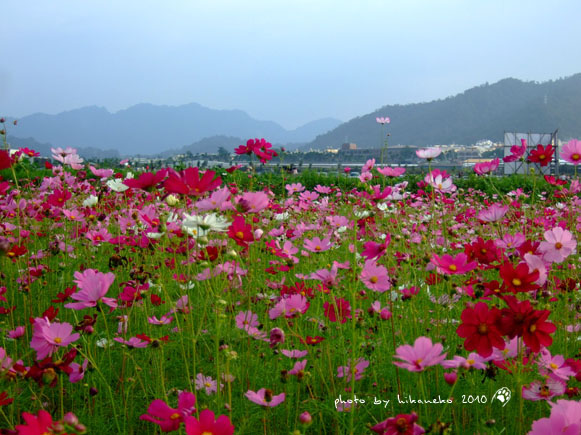 DSCF9356.jpg DSCF9356.jpg