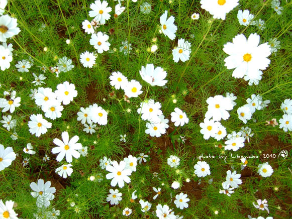 DSCF9375.jpg DSCF9375.jpg