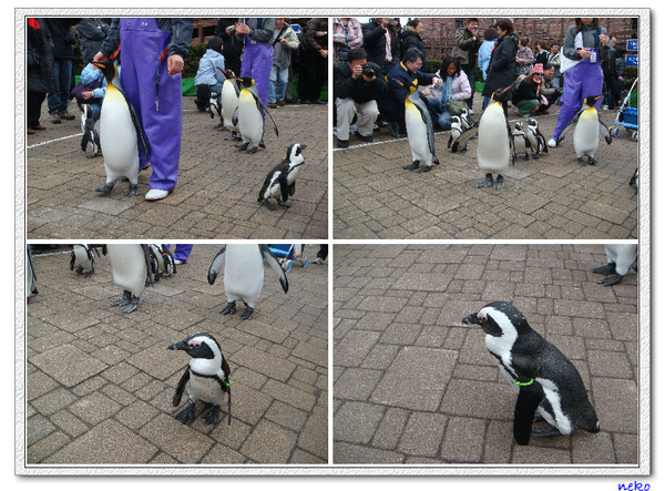 企鵝走大街
