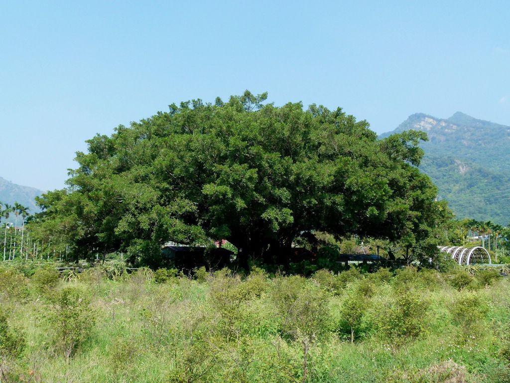 0251南投縣國姓鄉大榕樹老地公 0251南投縣國姓鄉大榕樹老地公