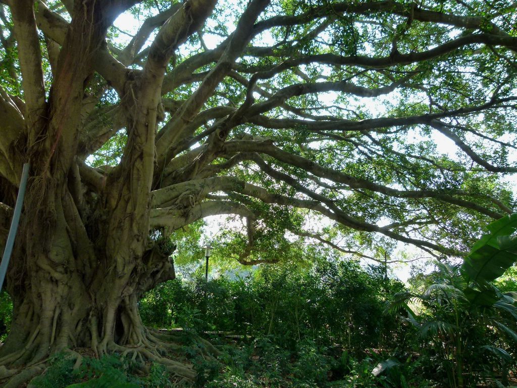 0253南投縣國姓鄉大榕樹老地公 0253南投縣國姓鄉大榕樹老地公