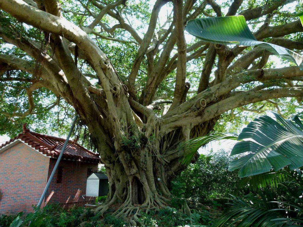 0254南投縣國姓鄉大榕樹老地公 0254南投縣國姓鄉大榕樹老地公