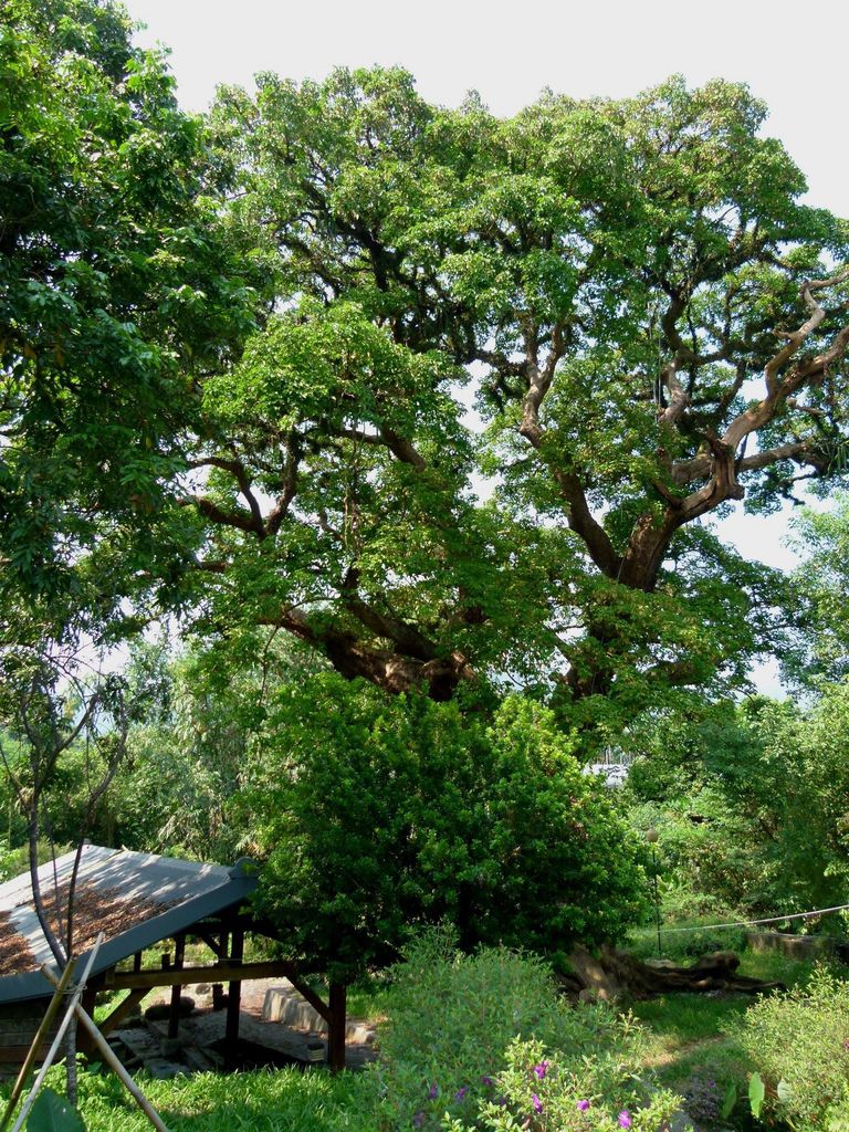 0278南投縣國姓鄉茄苳老樹及洗衣坊 0278南投縣國姓鄉茄苳老樹及洗衣坊