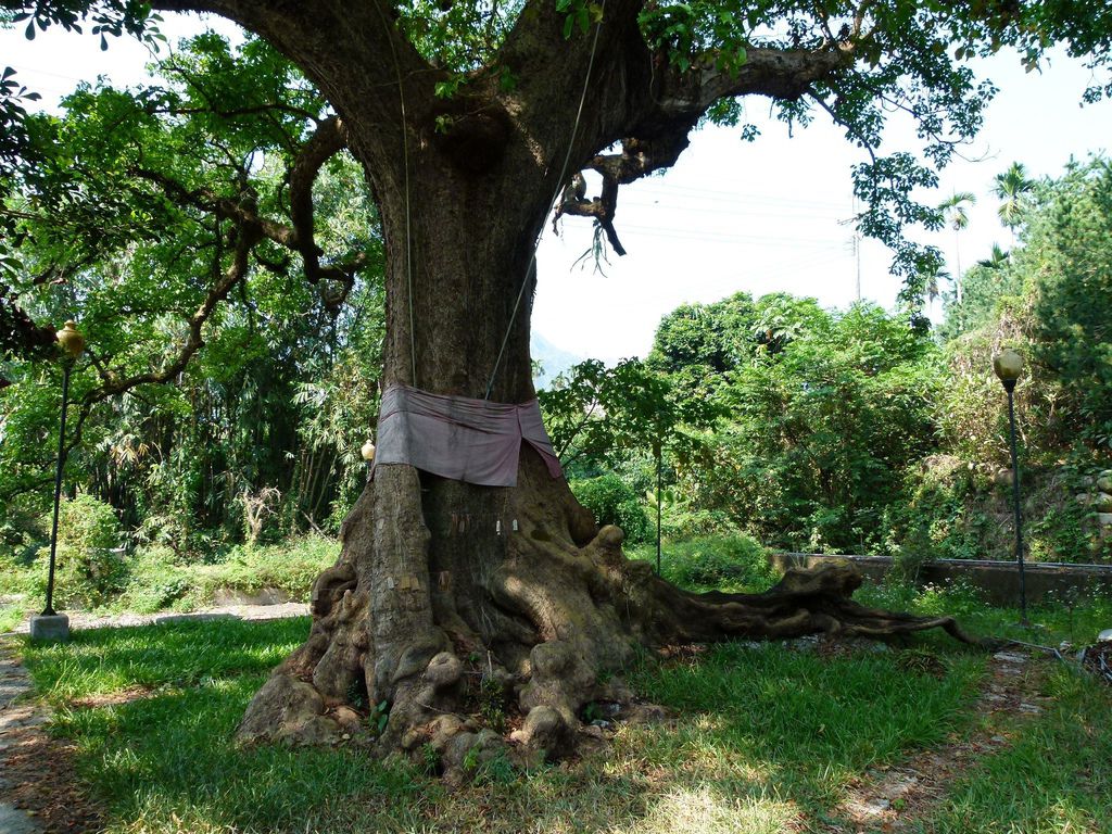 0279南投縣國姓鄉茄苳老樹及洗衣坊 0279南投縣國姓鄉茄苳老樹及洗衣坊