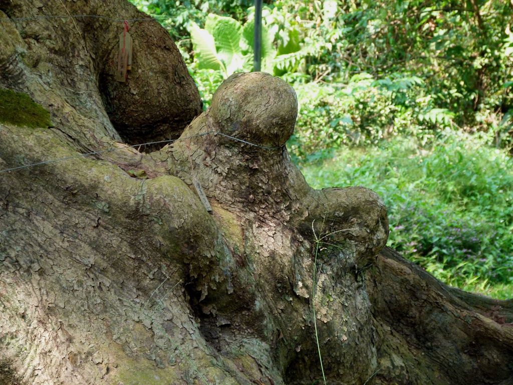 0280南投縣國姓鄉茄苳老樹及洗衣坊 0280南投縣國姓鄉茄苳老樹及洗衣坊