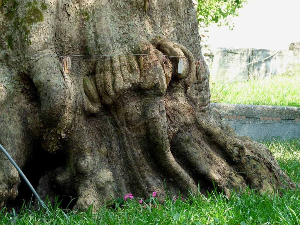 0281南投縣國姓鄉茄苳老樹及洗衣坊 0281南投縣國姓鄉茄苳老樹及洗衣坊