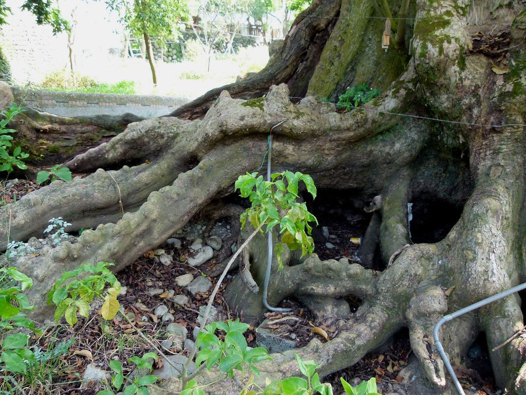 0282南投縣國姓鄉茄苳老樹及洗衣坊 0282南投縣國姓鄉茄苳老樹及洗衣坊