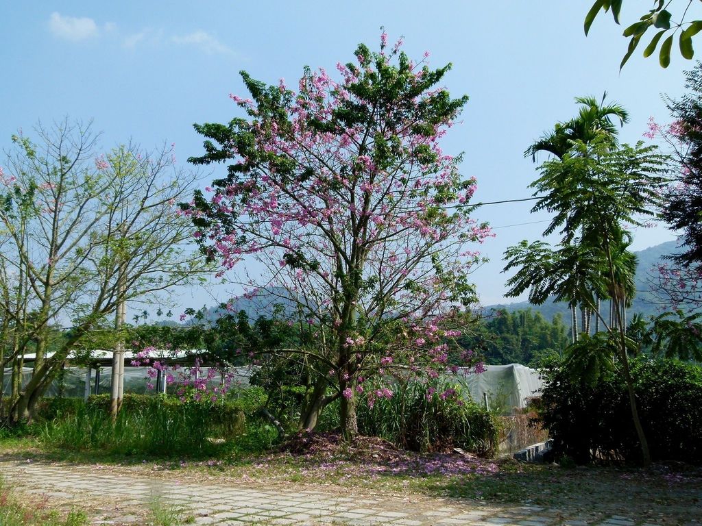 0290南投縣國姓鄉自行車路線 0290南投縣國姓鄉自行車路線