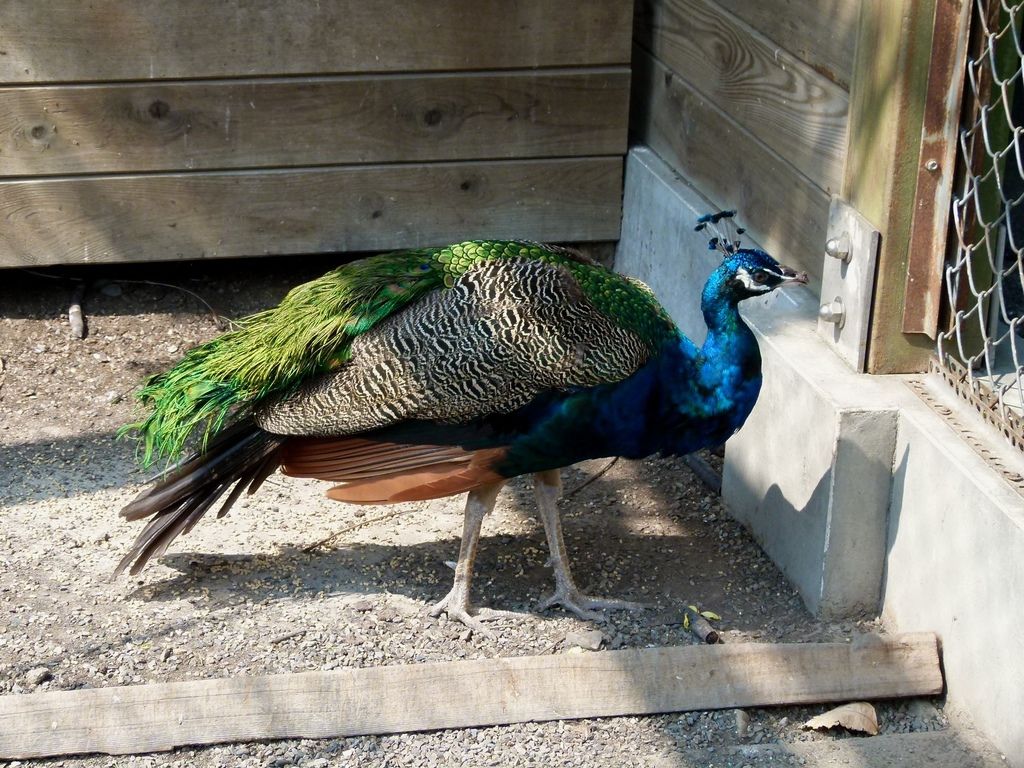 0294南投縣國姓鄉珍禽園區 0294南投縣國姓鄉珍禽園區