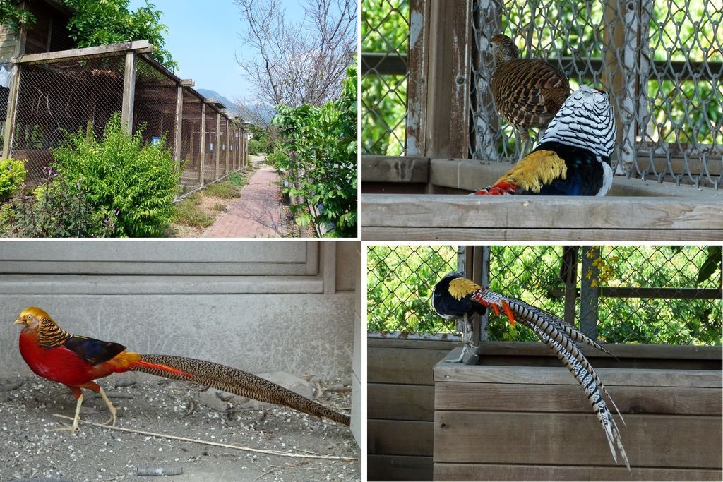 0295南投縣國姓鄉珍禽園區 0295南投縣國姓鄉珍禽園區