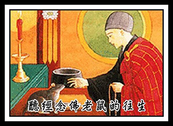 A1聽經念佛的老鼠念佛往生記