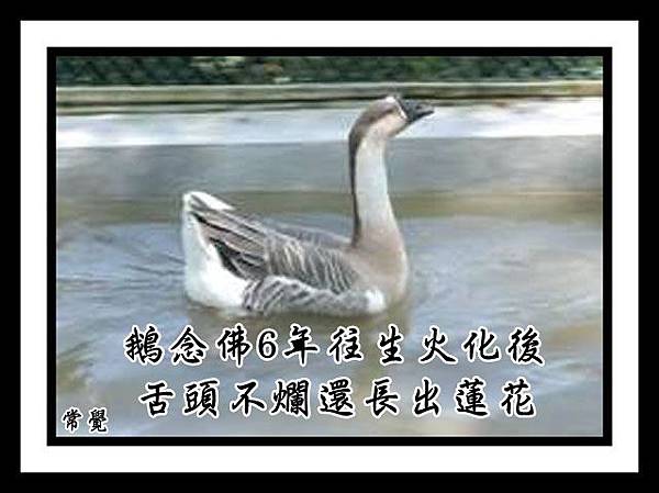 我的鵝往生故事