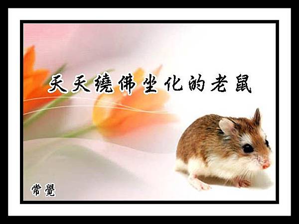 A1天天繞佛坐化的老鼠